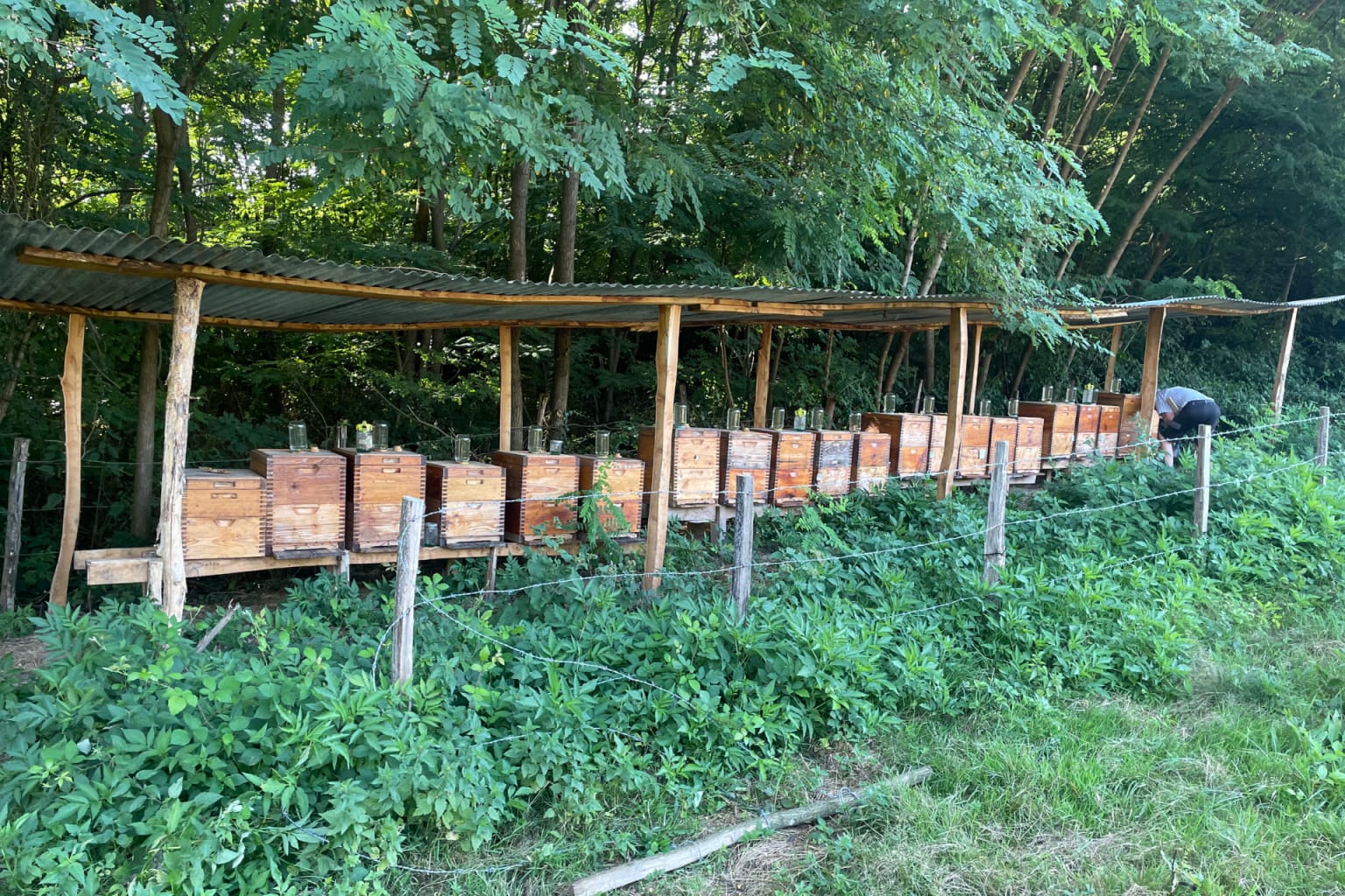 Le miel de la ferme de chatillon - Producteur partenaire d'Art de Vivre Bio